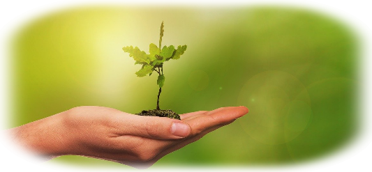 spende einen baum